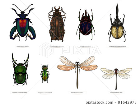 insects: beetles, butterflies, moths, dragonflies insects: beetles, butterflies, moths, dragonflies 91642973