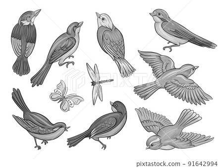 Set of birds: sparrow, finches, butterflies, dragonflies 91642994