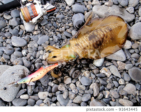 我用誘餌樹釣到了大鰭礁魷魚 91643445