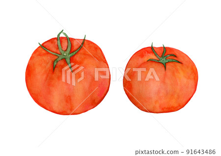 番茄的水彩插圖 番茄的水彩插圖 91643486
