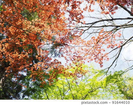 春天陽光明媚的一天，貴船的森林和天空 91644010