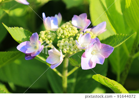 Hydrangea that hits the sun 91644072