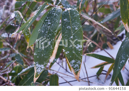 Akita City, Akita Prefecture Snow Senshu Park Bamboo Leaves 91644158