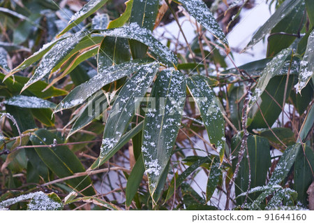 Akita City, Akita Prefecture Snow Senshu Park Bamboo Leaves Akita City, Akita Prefecture Snow Senshu Park Bamboo Leaves 91644160