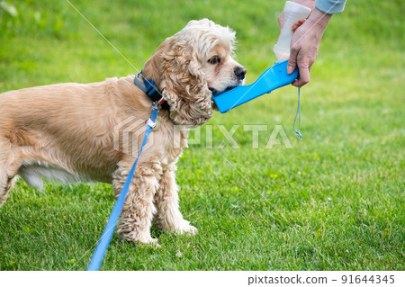 A woman gives water to her dog while walking. 91644345
