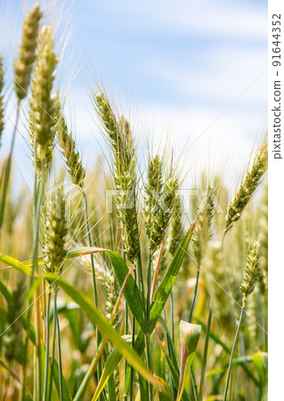 Ears of unripe wheat growing in a wheat field. 91644352
