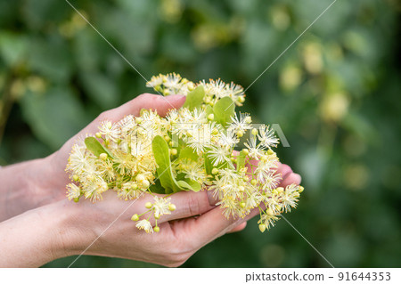 Close-up of linden blossom in the female hands  91644353