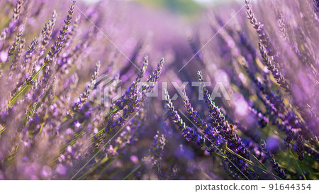 Lavender herb flower field in summer with copy space. 91644354