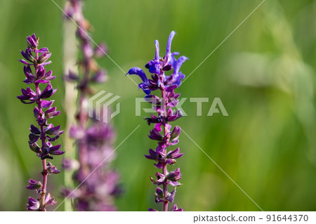 Flower of meadow sage. Flower of meadow sage. 91644370