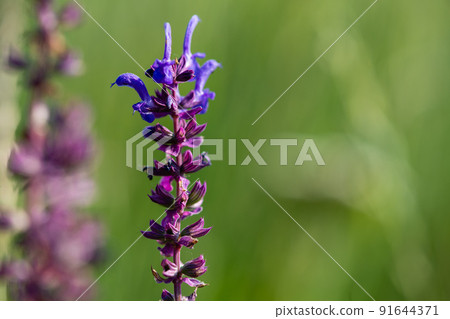 Purple wild flower blooming in the field close-up. Purple wild flower blooming in the field close-up. 91644371