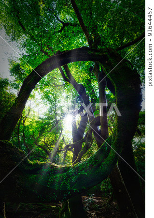 Sunlight through the forest 91644457