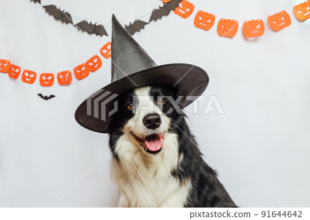 Trick or Treat concept. Funny puppy dog border collie dressed in halloween hat witch costume scary and spooky on white background with halloween garland decorations. Preparation for Halloween party 91644642