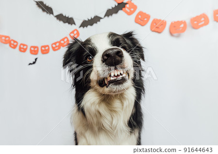Trick or Treat concept. Funny puppy dog border collie with scary and spooky funny smiling halloween face on white background with halloween garland decorations. Preparation for Halloween party 91644643