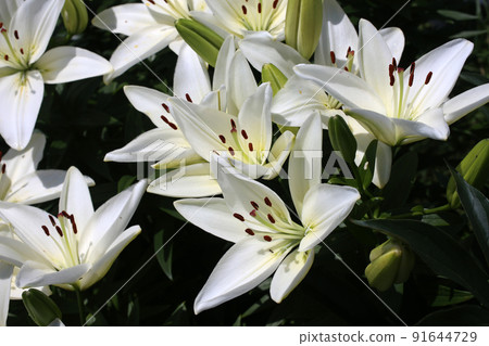 Growing white lilies 91644729
