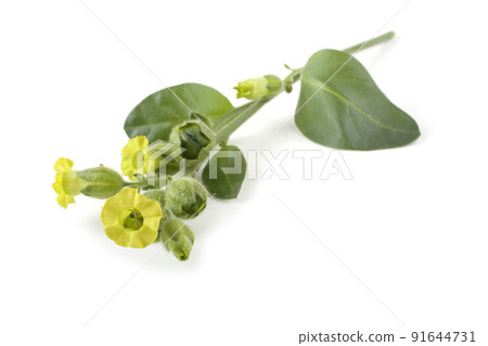 Tobacco leaves and flowers. Nicotiana rustica variety 91644731