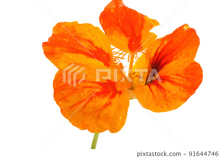 Growing nasturtium isolated on white Growing nasturtium isolated on white 91644746