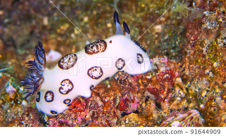 Sea Slug, Lembeh, Indonesia Sea Slug, Lembeh, Indonesia 91644909