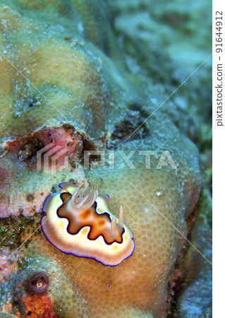 Sea Slug, Bunaken National Marine Park, Indonesia 91644912