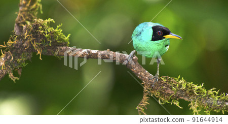 Green Honeycreeper, Tropical Rainforest, Costa Rica 91644914
