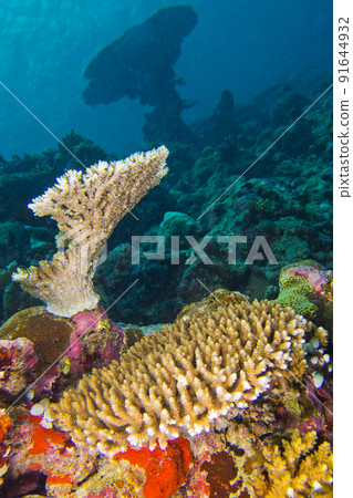 Reef Building Coral, South Ari Atoll, Maldives Reef Building Coral, South Ari Atoll, Maldives 91644932