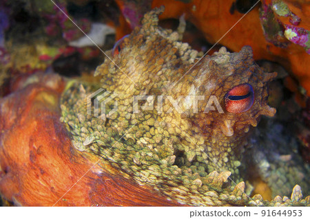 Mediterranean Octopus, Cabo Cope Puntas del Calnegre Regional Park, Spain Mediterranean Octopus, Cabo Cope Puntas del Calnegre Regional Park, Spain 91644953