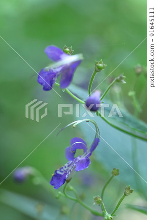 一朵像飛雁的花 一朵像飛雁的花 91645111
