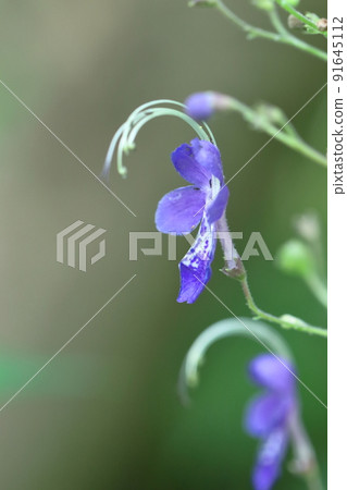 一朵像飛雁的花 一朵像飛雁的花 91645112