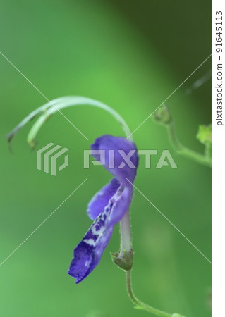 一朵像飛雁的花 一朵像飛雁的花 91645113