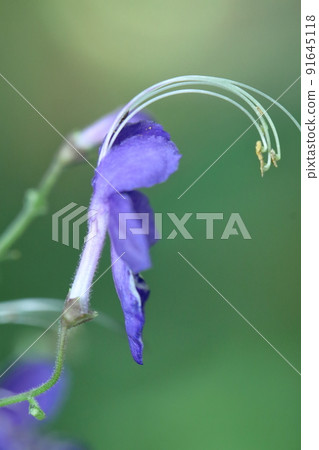 一朵像飛雁的花 91645118