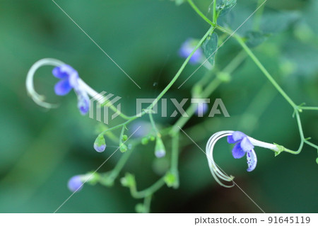 一朵像飛雁的花 一朵像飛雁的花 91645119