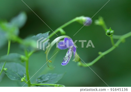 A flower that resembles a flying goose A flower that resembles a flying goose 91645136