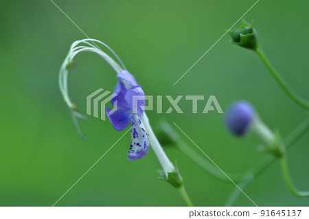 一朵像飛雁的花 一朵像飛雁的花 91645137