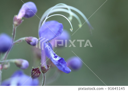 一朵像飛雁的花 一朵像飛雁的花 91645145