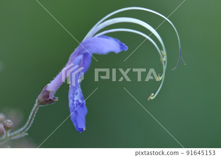 一朵像飛雁的花 一朵像飛雁的花 91645153