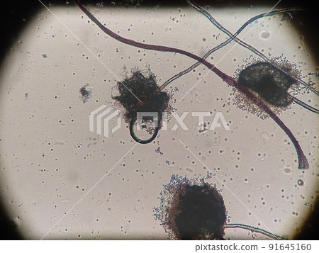 帶有大孢子的黴菌 91645160