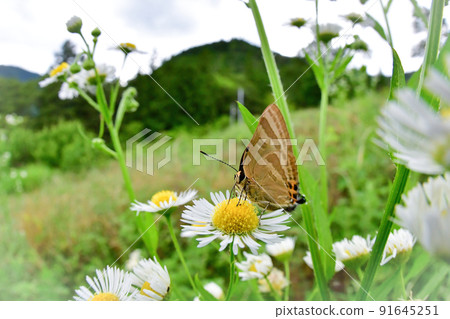 Rapala arata，春天到夏天在草原上發現的一隻美麗的藍色蝴蝶 91645251