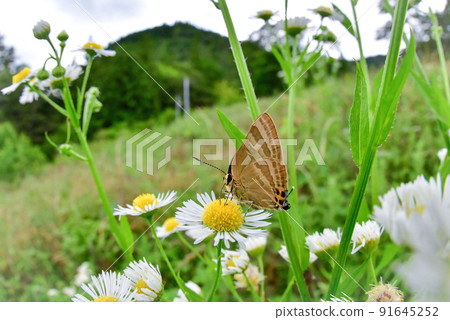 Rapala arata，春天到夏天在草原上發現的一隻美麗的藍色蝴蝶 91645252