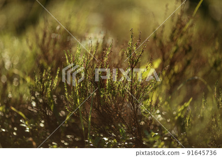 Green grass in a forest at sunset. Macro image, shallow depth of field. Blurred summer nature background. 91645736