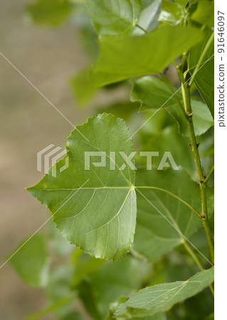 Lombardy poplar Lombardy poplar 91646097