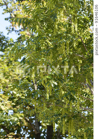 Caucasian wingnut 91646106