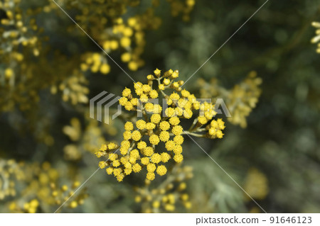 Italian everlasting flowers Italian everlasting flowers 91646123