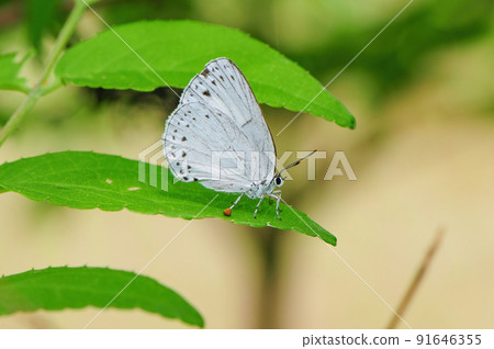 Artopoetes pryori, a butterfly found in familiar nature such as parks and thickets in early summer Artopoetes pryori, a butterfly found in familiar nature such as parks and thickets in early summer 91646355
