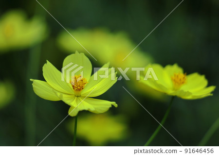 Bloom in the autumn wind 91646456
