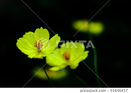 Bloom in the autumn wind 91646457