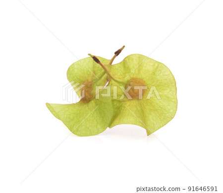 Green seed (Pterocarpus macrocarpus) isolated on white background 91646591