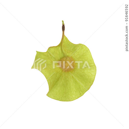 Green seed (Pterocarpus macrocarpus) isolated on white background 91646592
