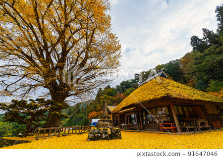 Kingenji Temple's Great Ginkgo (Okuizumo Town, Nita District, Shimane Prefecture) 91647046