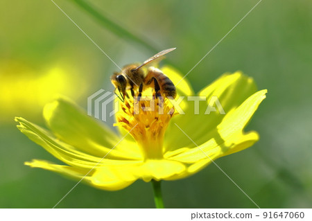 Bloom in the autumn wind Bloom in the autumn wind 91647060