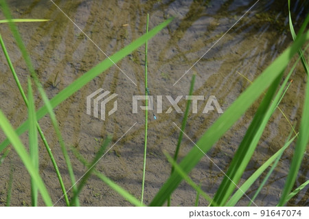 Damselfly in the rice field Damselfly in the rice field 91647074