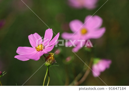 Bloom in the autumn wind 91647184